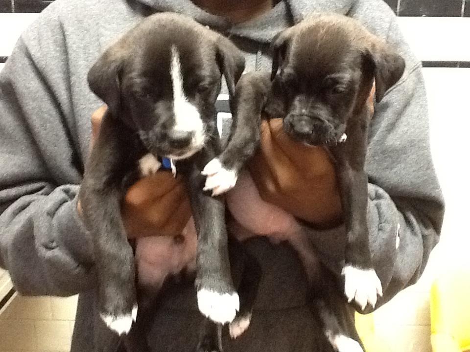 2 cute dogs — Veterinary Hospital in Norfolk VA