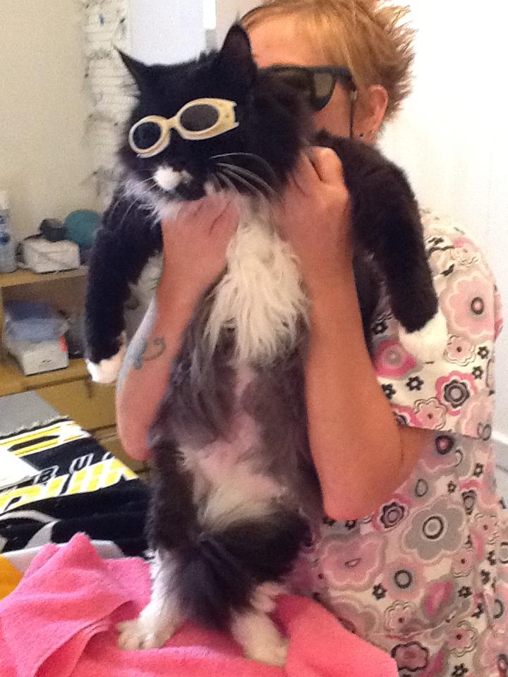Cat with Glasses — Veterinary Hospital in Norfolk VA