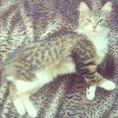 Cat on leopard print blanket — Veterinary Hospital in Norfolk VA