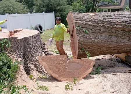 A person in a bright yellow shirt stands next to a massive, freshly cut tree stump and a large fallen log.