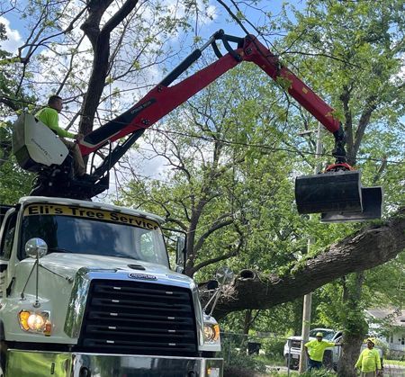A truck with a crane attached to it is cutting down a tree.