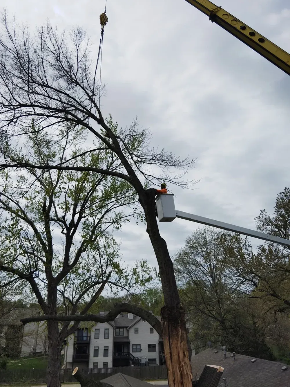 A worker in an elevated bucket lift uses a crane to remove large branches from a tall tree near a house.