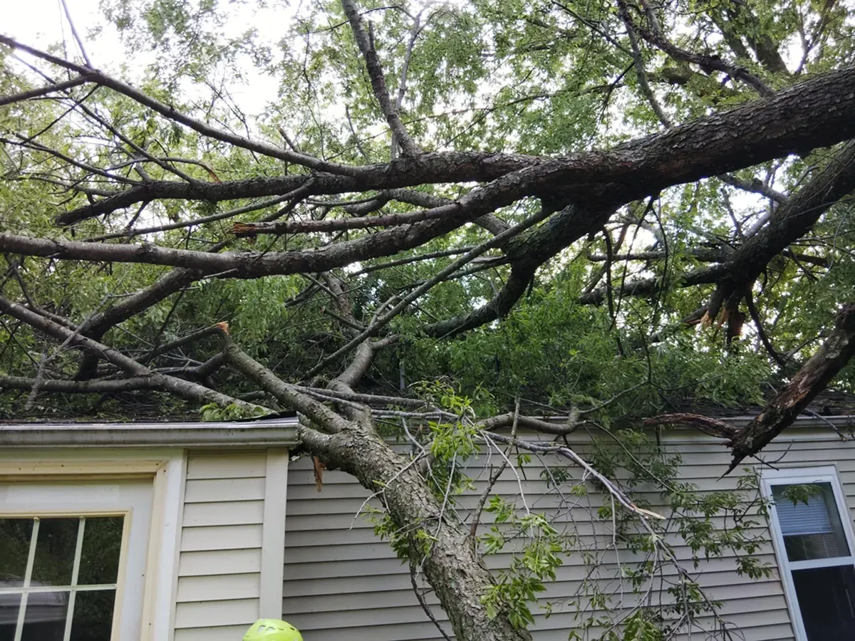 A large tree limb rests heavily on the roof and siding of a house, causing visible damage.