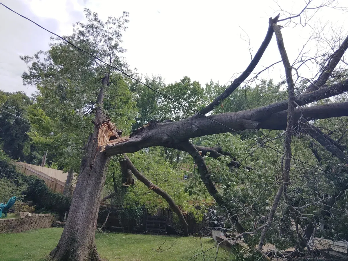 A large, mature tree split in half, with a major trunk section broken and leaning over a residential yard.