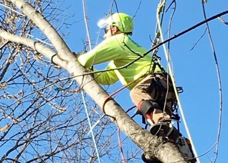 A man is cutting a tree branch with a chainsaw.