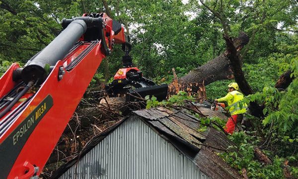 A crane is lifting a tree from the roof of a building.