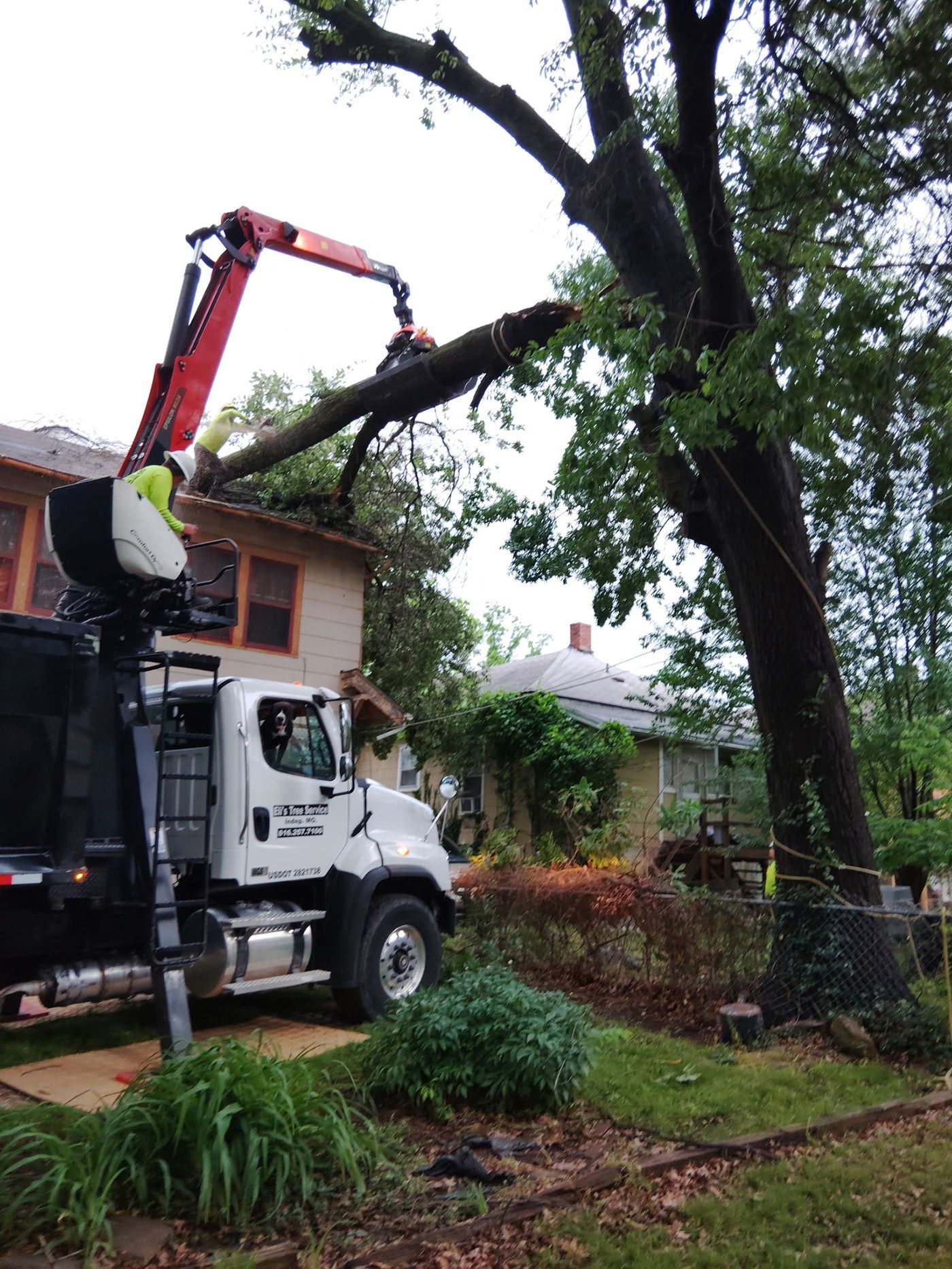 A tree service truck with a boom is trimming a large tree branch overhanging a house
