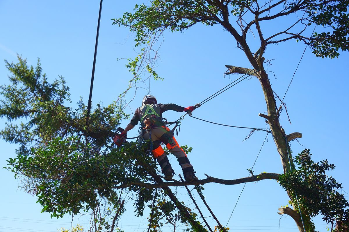 Tree climber in safety gear working on a high rope course among tree branches against a blue sky