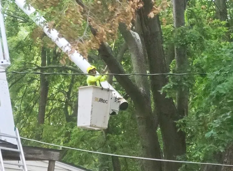 A tree worker in a bucket lift trims branches from a tall tree.