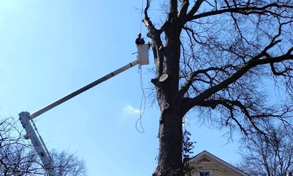 A man in a bucket is cutting a tree.