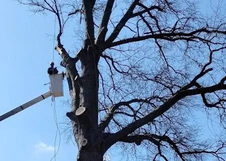 Worker in a bucket lift trimming a large leafless tree against a blue sky