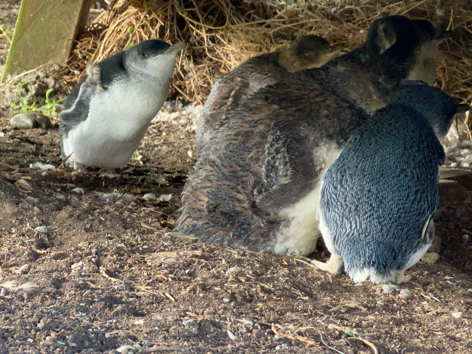 Mulher andando de canoa em um lago azul-turquesa, com árvores verde-escuras ao fundo.