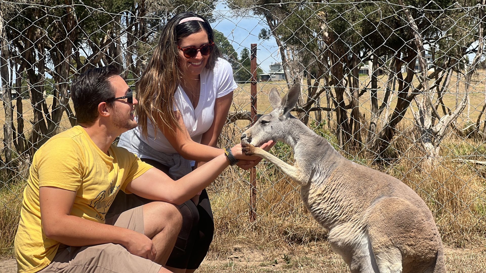 Coiote na neve, close da cabeça e dos ombros, olhando para baixo com expressão séria, pelo marrom.