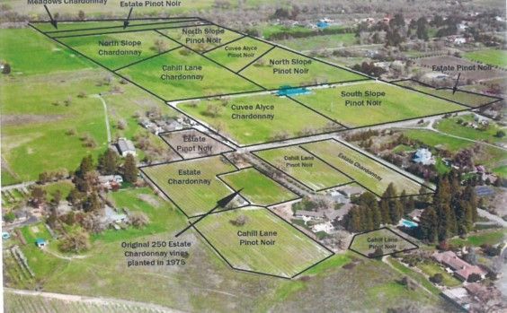 Overhead view of a vineyard with labeled sections for different grape varieties.