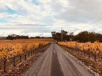 Dirt road through a vineyard with yellow leaves under a cloudy sky.
