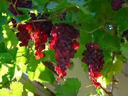 Clusters of ripe, dark red grapes hang from a vine with green leaves.