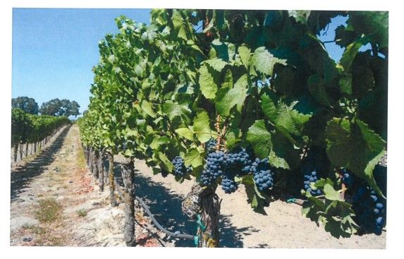 Vineyard rows with green leaves and dark blue grapes under a bright blue sky.