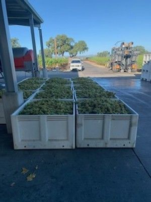 Large white bins filled with harvested green grapes, outdoors at a vineyard loading area.