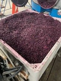 Crushed purple grapes in a white bin, likely in a winery for winemaking.