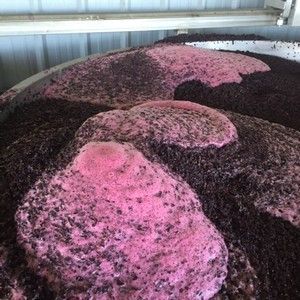 Pink, foamy substance atop dark, solid material inside a metal container, likely a fermentation tank.