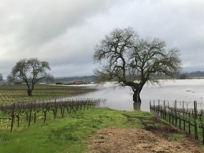 Flooded vineyard with trees in standing water under a cloudy sky.