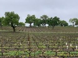Rows of dormant grape vines in a vineyard, with trees in the background under a cloudy sky.