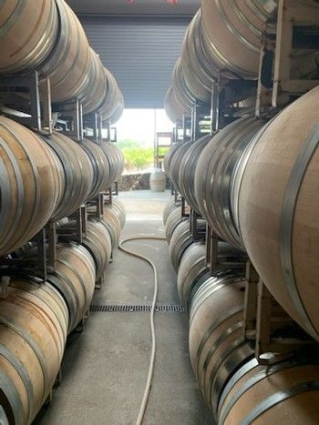 Rows of wooden wine barrels stored on racks in a cellar; a hose runs down the central aisle.