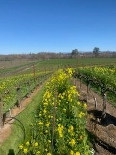Vineyard rows with bright yellow wildflowers in the foreground, under a clear blue sky.