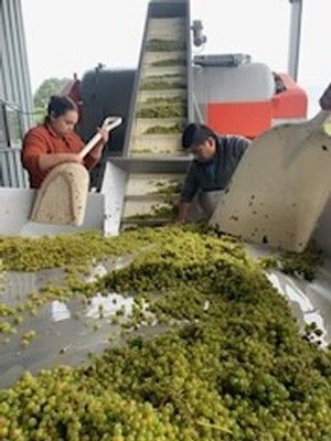 Workers sorting grapes on a conveyor belt at a winery.