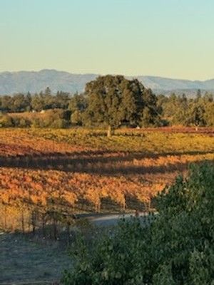 Vineyard with colorful fall foliage, large tree, and distant mountains under a clear sky.