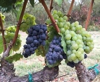 Grapes in various stages of ripeness on a vine: green and dark blue, with brown stems.