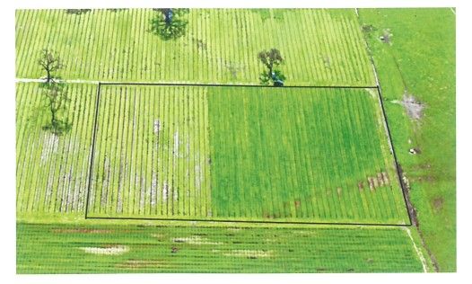 Aerial view of a rectangular field with a darker green section within lighter green rows.