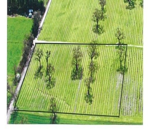Aerial view of a rectangular field with trees, bordered by a road and other fields.