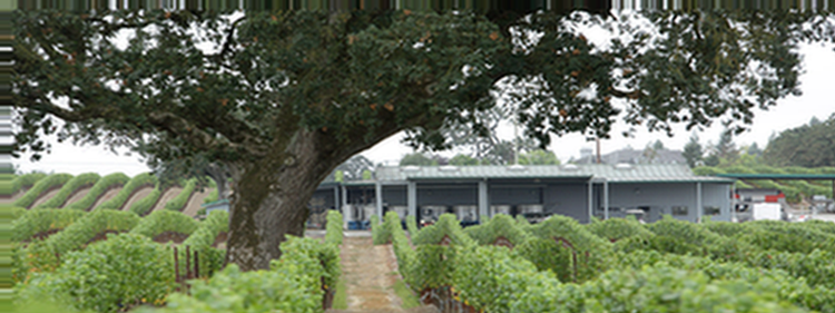 Vineyard with rows of grapevines leading to a building under a large tree.