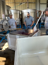 Three men working in a winery, examining grape must in a bin near stainless steel tanks.