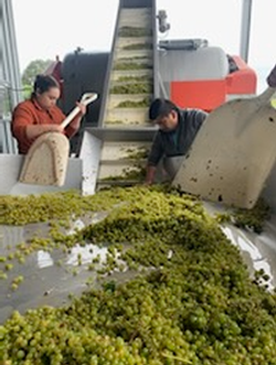 People sorting grapes on a conveyor belt at a winery. Grapes are green, and workers use tools.