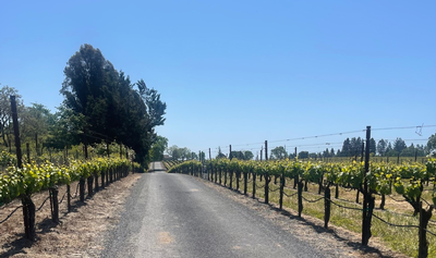 Gravel road through vineyard rows under a clear blue sky.