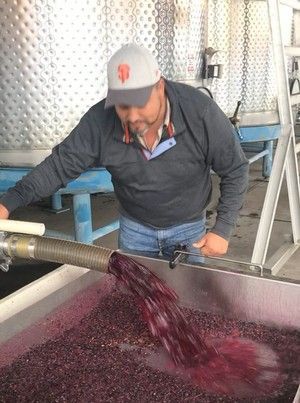 Man watches red liquid pour from a hose into a bin of grapes in a winery setting.