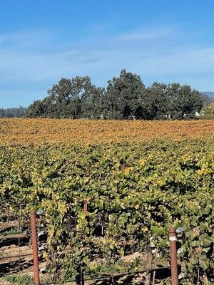 Vineyard with rows of grapevines, yellow-brown foliage, trees in the background, blue sky.