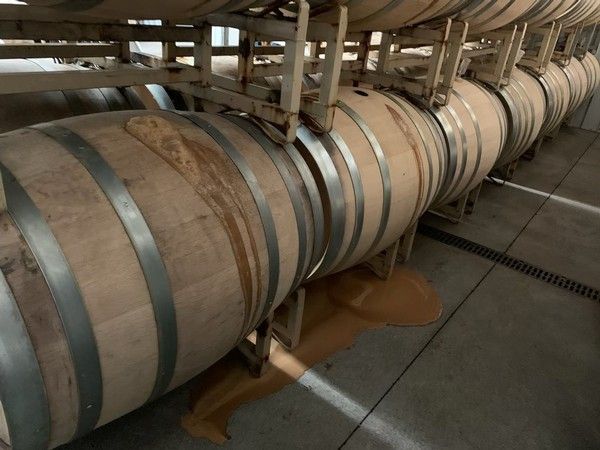Row of wooden barrels with liquid leaking onto the floor in a wine cellar.