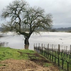 Flooded vineyard with a large tree in the water and a cloudy sky.