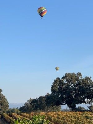 Two hot air balloons in a blue sky over a vineyard, with trees and golden-brown fields.