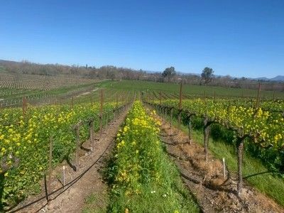 Vineyard with rows of grapevines, bright yellow flowers, green grass, and blue sky.