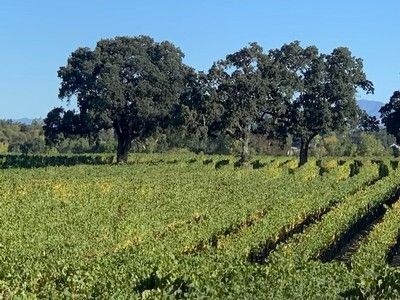 Vineyard with rows of grapevines, trees, and blue sky in the background.