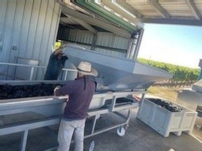 Two people sorting grapes into a machine in a winery, sunlight, vineyard in the background.
