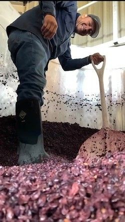 Man shoveling grapes in a large vat, wearing boots and hat. Red grapes fill the container.
