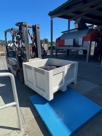 Forklift carrying a bin of grapes near a processing machine outside a winery.