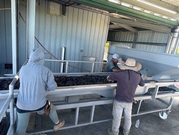 Workers sorting dark produce on a conveyor belt in a metal shed.