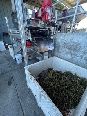 Grape processing machine with a bin of stems. A person stands nearby. Outdoors, daylight.