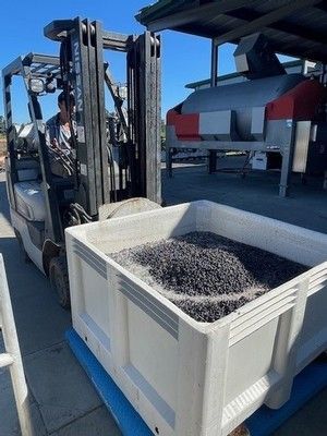 Forklift operator loading a bin of dark grapes, near a stainless steel machine, under a canopy.